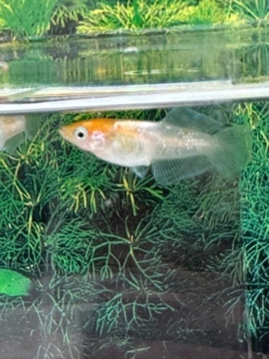 ハイビスカス キッシングワイドフィン トリオ　現物　若魚個体