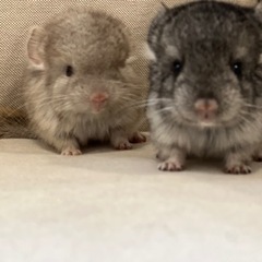 チンチラ　三つ子　スタンダードグレー　男の子　予約済み