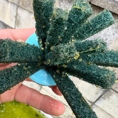 メダカ めだか