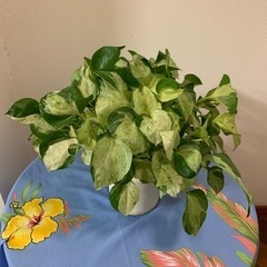 ポトス🌱