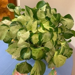 ポトス🌱の画像