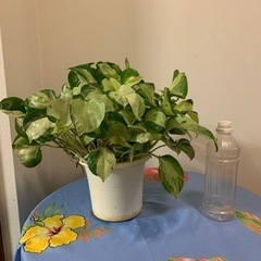 ポトス🌱の画像