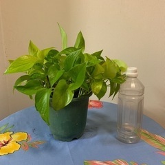 ポトス🌱✨の画像