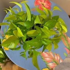 ポトス🌱✨の画像