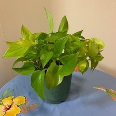 ポトス🌱✨
