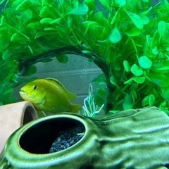 ラビドクロミス・カエルレウス熱帯魚