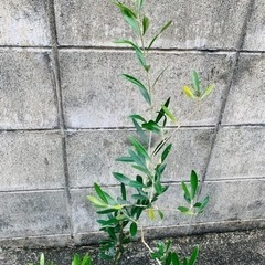 オリーブの木の画像