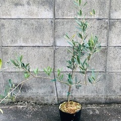 オリーブの木の画像