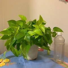 ポトス🌱✨の画像