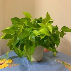ポトス🌱✨