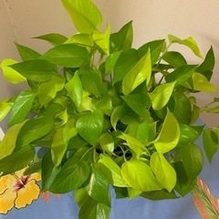 ポトス🌱✨の画像