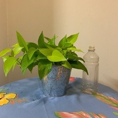ポトス🌱✨の画像