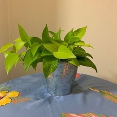 ポトス🌱✨