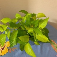 ポトス🌱✨の画像