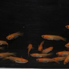 🐼出目パンダダルマ×紅帝リアルロングフィンF1  雄10匹雌10匹