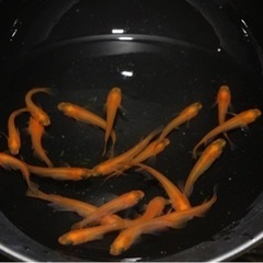 🐼出目パンダダルマ×紅帝リアルロングフィンF1  雄10匹雌10匹の画像