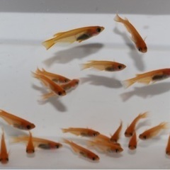 🐼出目パンダダルマ×紅帝リアルロングフィンF1  雄10匹雌10匹の画像