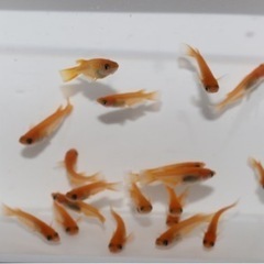 🐼出目パンダダルマ×紅帝リアルロングフィンF1  雄10匹雌10匹の画像