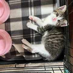 in春日井市☆保護猫（子猫～大人猫）をオウチに迎えよう！☆202...