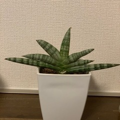 観葉植物　サンスベリア　ボンセレンシス　