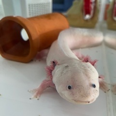ウーパールーパー