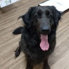 バーニーズ×ゴールデンMIX  かなり大きめ 代理投稿です