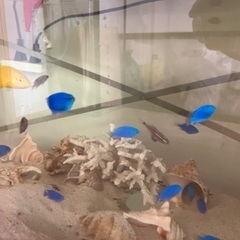 海水魚　熱帯魚　カニ　海藻の画像