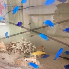 海水魚　熱帯魚　カニ　海藻の画像