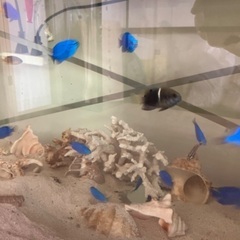 海水魚　熱帯魚　カニ　海藻の画像