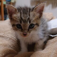 捨て猫の里親を募集します。