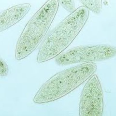 🐸512)メダカ稚魚の餌ゾウリムシ無料配布❣️
