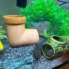 熱帯魚