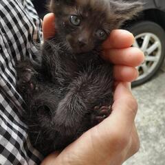 黒猫子猫