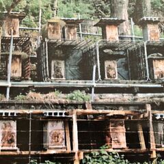 自然入居群 日本ミツバチ 日本蜜蜂 滋賀県大津市より 引き取り限定