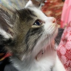 生後１ヶ月半 子猫の里親さん募集✨