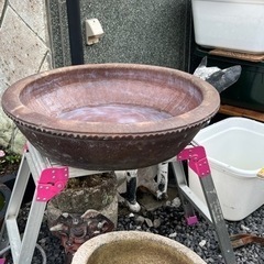 睡蓮鉢　メダカ