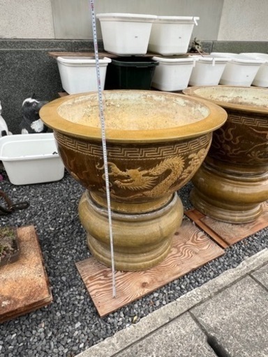 睡蓮鉢　メダカ