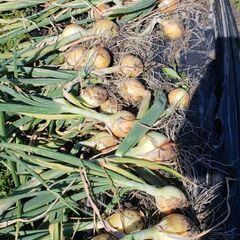 採れたて玉ねぎ タマネギ　玉ネギ 5Kg　無農薬栽培の画像