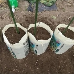 自然薯（ながいも）種芋の画像