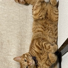 猫ちゃん初心者さん、いらっしゃ〜い🐱