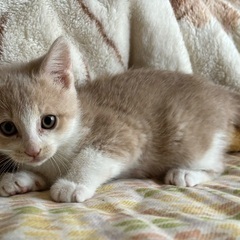 2匹一緒にお願いしたいです😻😻