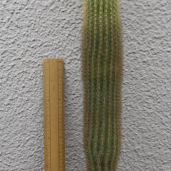 サボテンセット（５種５鉢）