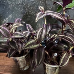 観葉植物