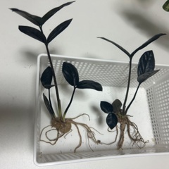 【希少】ザミオクルカス レイヴン 観葉植物 