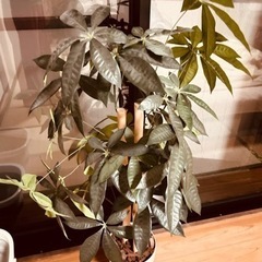 観葉植物　フェイク
