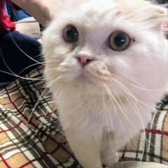 甘えん坊な折れ耳スコティッシュフォールドの男の子です
