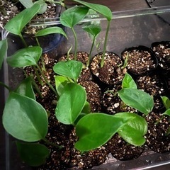 観葉植物