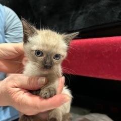 シャム猫