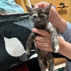 サビ 1ヶ月ちょっと 子猫