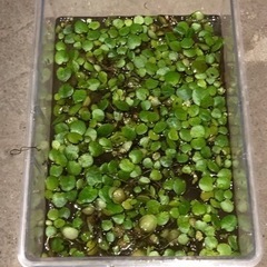 浮草　アマゾンフロッグピット　100g